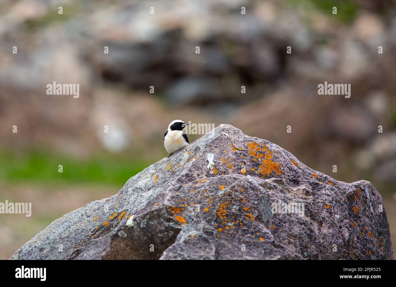 little bird watching around on the stone, Finsch`s Wheatear, Oenanthe finschii Stock Photo